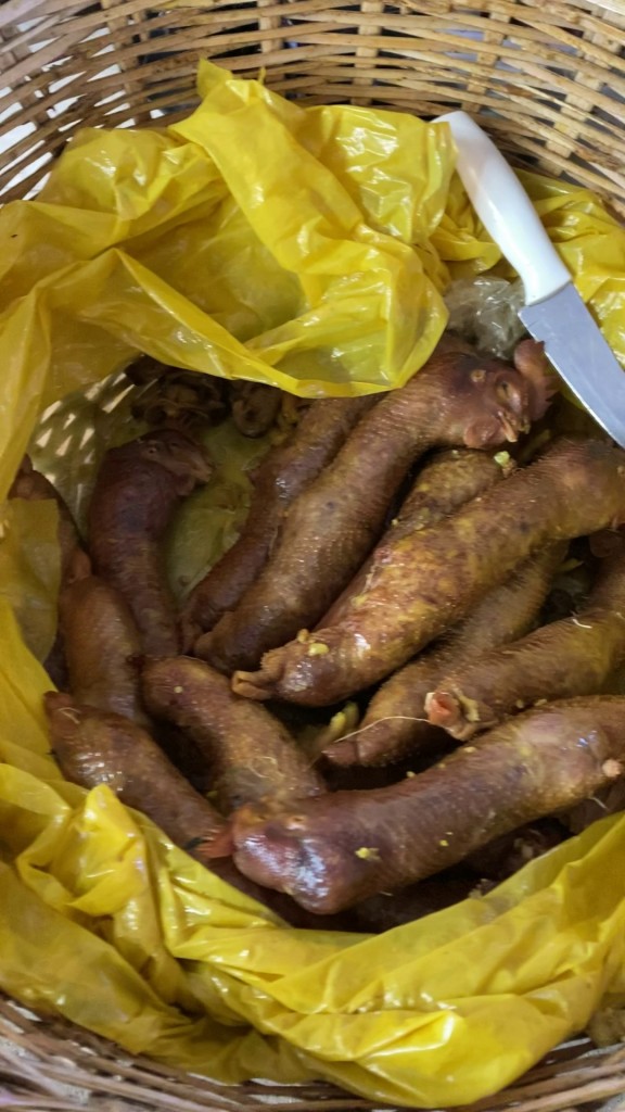 Foto: Gallina campesina - Villapinzón (Cundinamarca), Colombia
