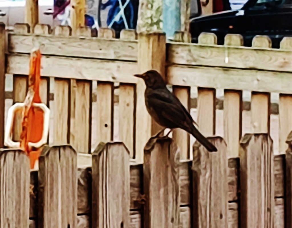 Foto: Ocellet - Barcelona (Cataluña), España