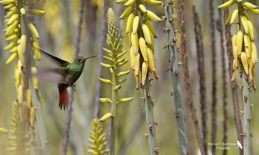 Foto: DEstello en verde - La Unión (Valle del Cauca), Colombia
