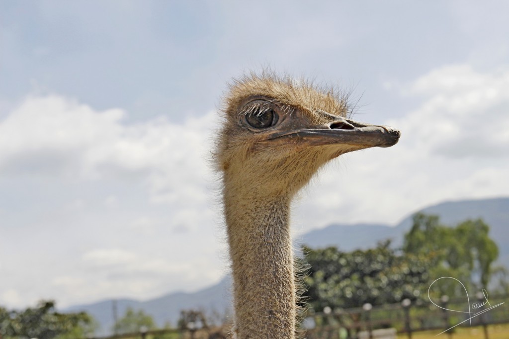 Foto: Avestruz - Villa de Leyva (Boyacá), Colombia