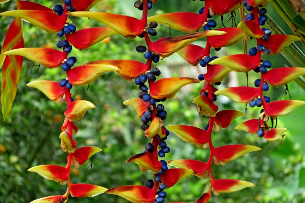 Foto: Heliconias - Caicedonia, Valle del Cauca, Colombia