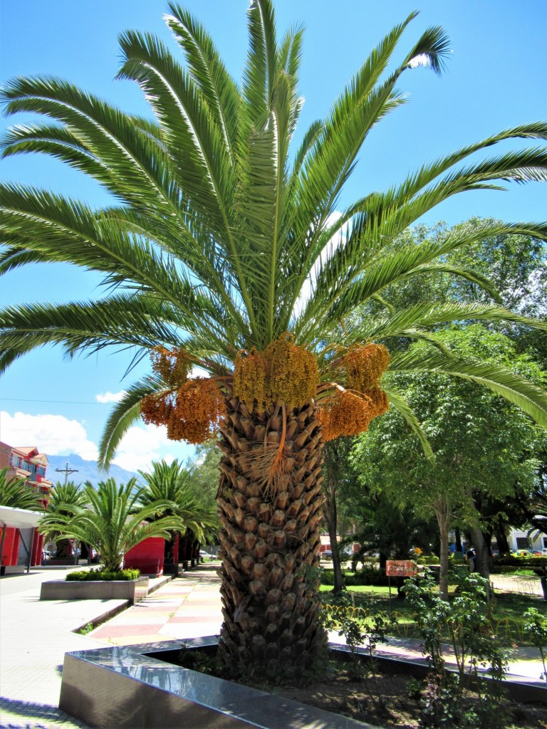 Foto: Plaza de Vinto - Vinto (Cochabamba), Bolivia