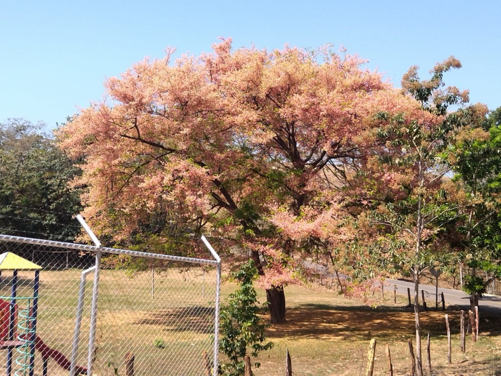 Foto: Arbol de Carao - Esparza (Puntarenas), Costa Rica