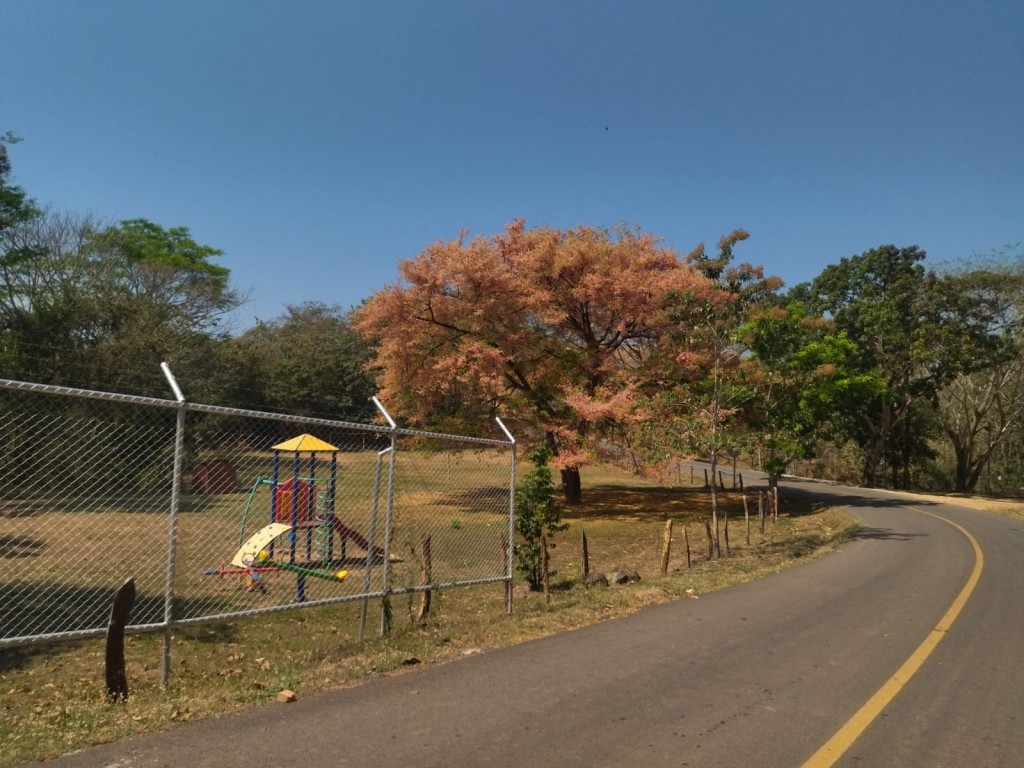 Foto: Arbol de Carao - Esparza (Puntarenas), Costa Rica