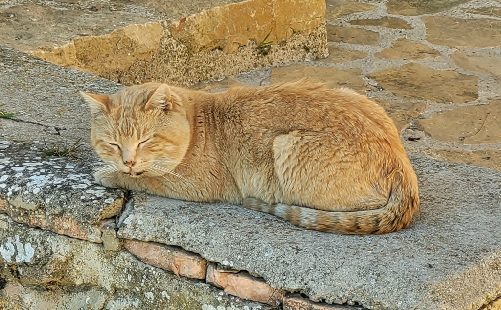 Foto: Gatito - La Iglesuela del Cid (Teruel), España
