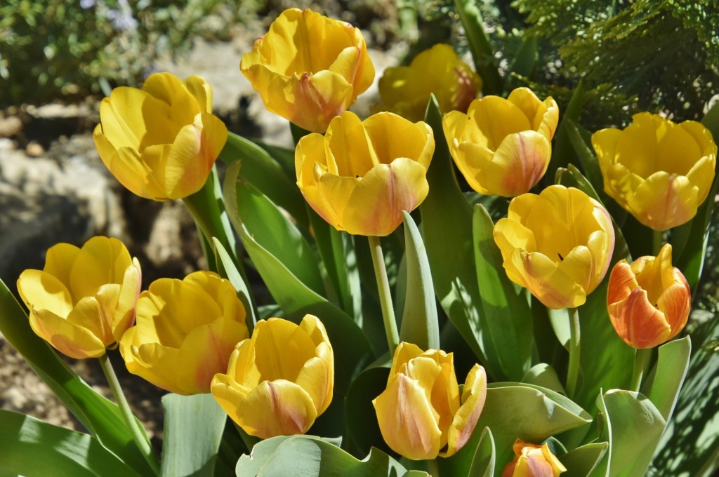 Foto: Flor - Mirambel (Teruel), España