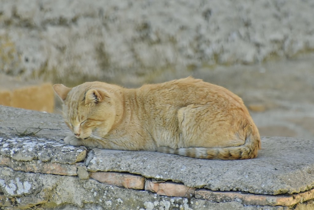 Foto: Gatito - La Iglesuela del Cid (Teruel), España