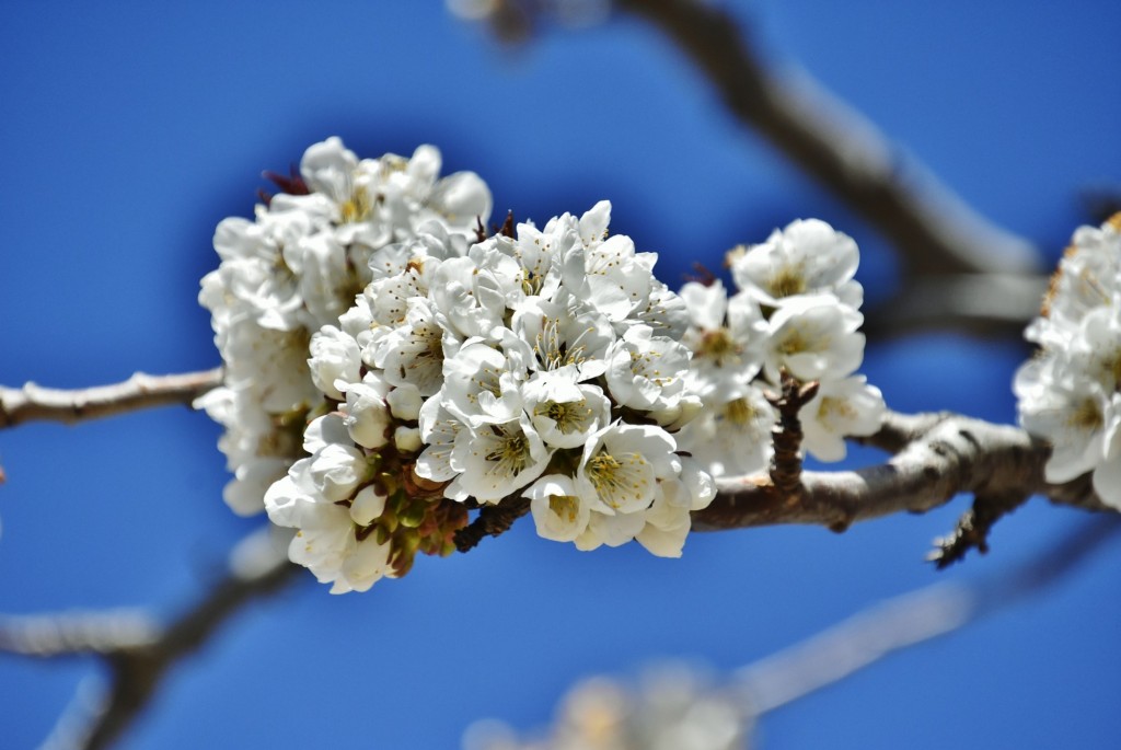 Foto: Flor - La Iglesuela del Cid (Teruel), España