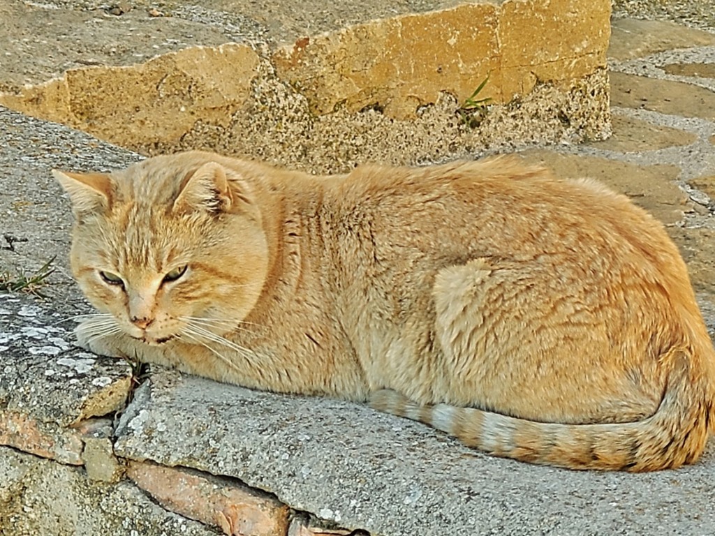 Foto: Gatito - La Iglesuela del Cid (Teruel), España
