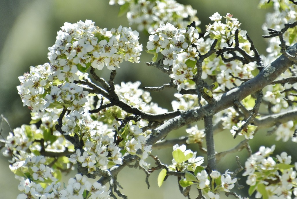 Foto: Flor - La Iglesuela del Cid (Teruel), España