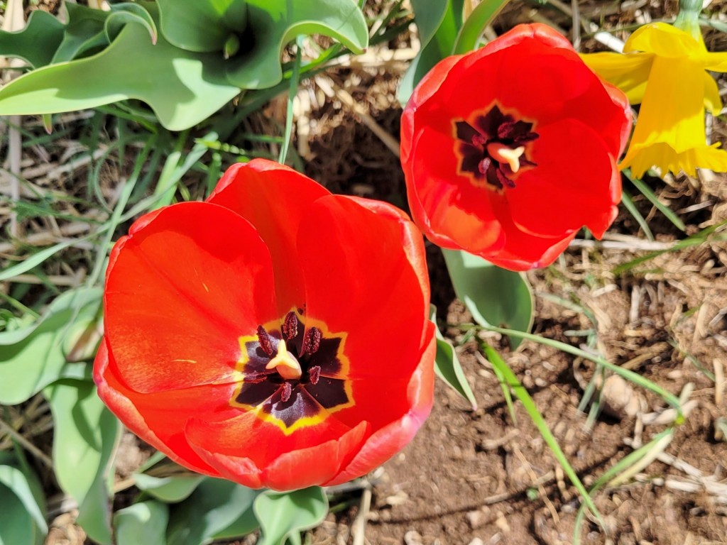 Foto: Plantación de tulipanes - Saldes (Barcelona), España