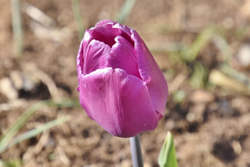Foto: Plantación de tulipanes - Saldes (Barcelona), España