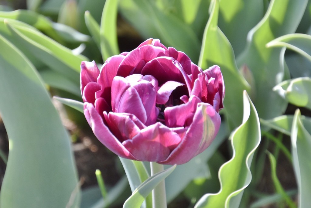 Foto: Plantación de tulipanes - Saldes (Barcelona), España