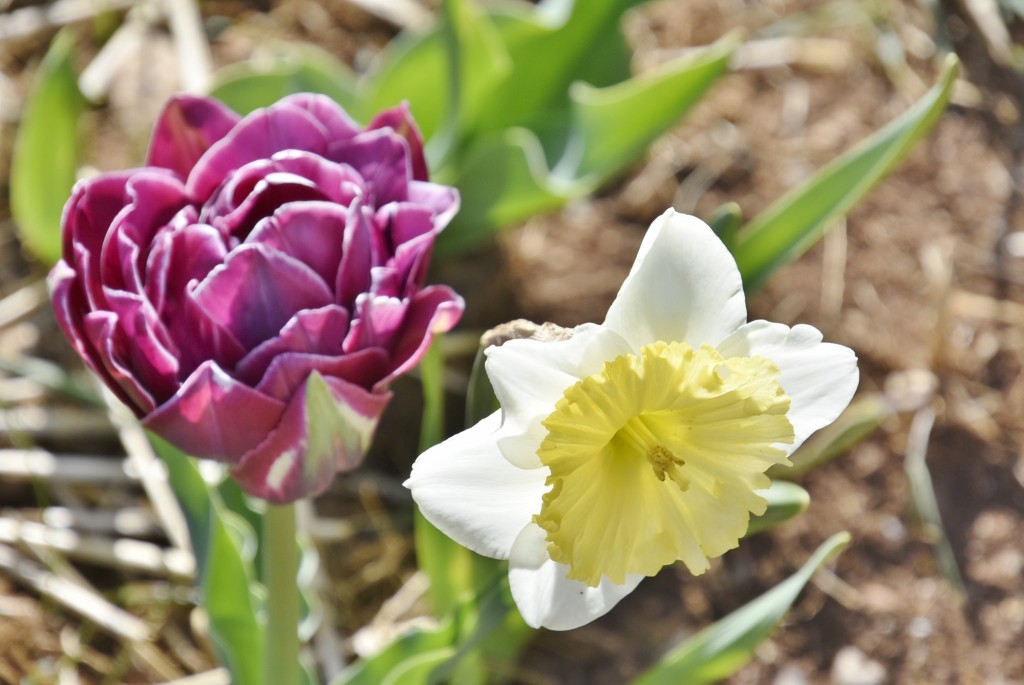 Foto: Plantación de tulipanes - Saldes (Barcelona), España