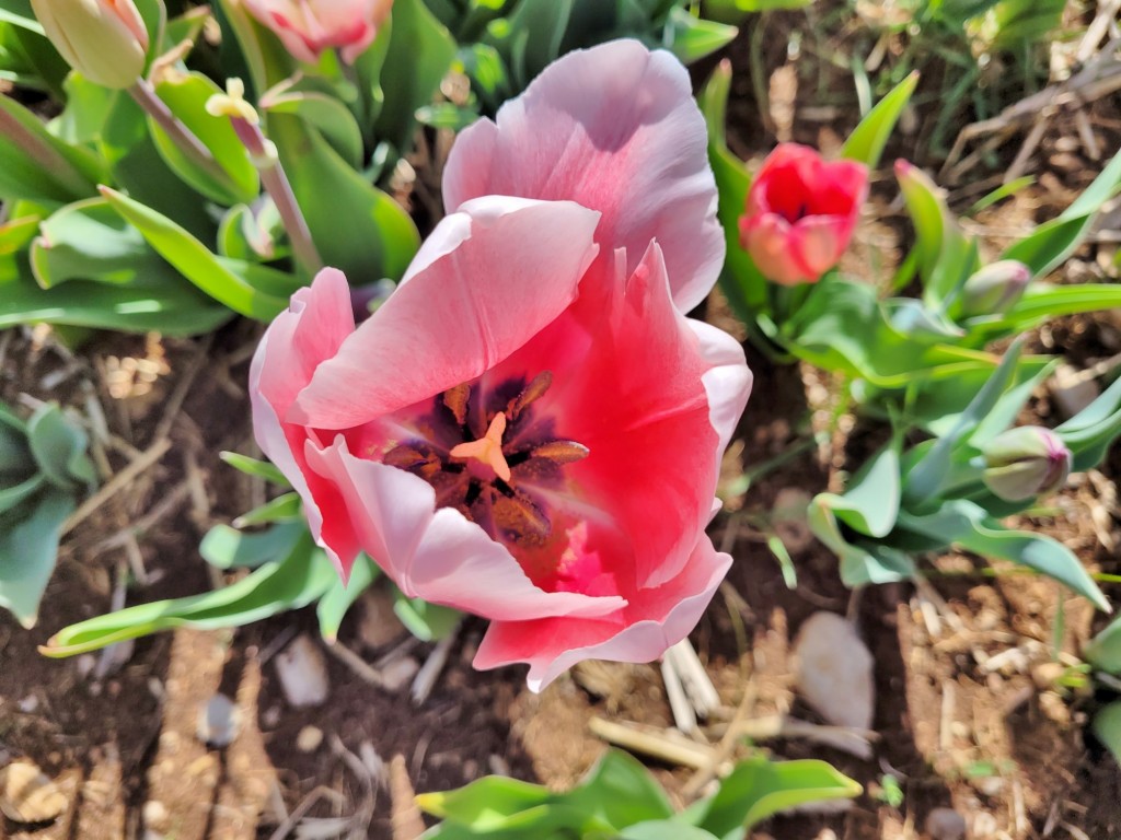 Foto: Plantación de tulipanes - Saldes (Barcelona), España