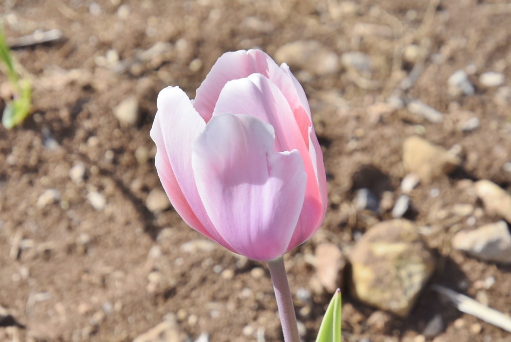 Foto: Plantación de tulipanes - Saldes (Barcelona), España