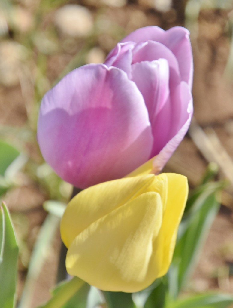 Foto: Plantación de tulipanes - Saldes (Barcelona), España