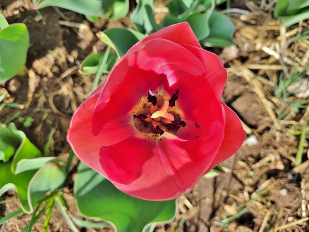 Foto: Plantación de tulipanes - Saldes (Barcelona), España
