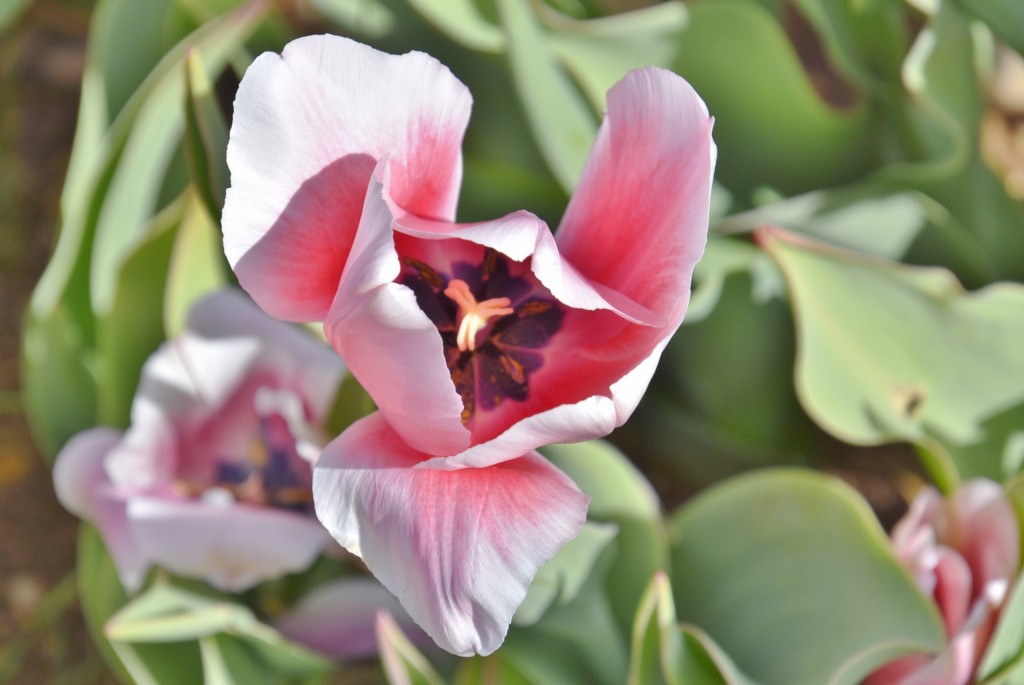 Foto: Plantación de tulipanes - Saldes (Barcelona), España