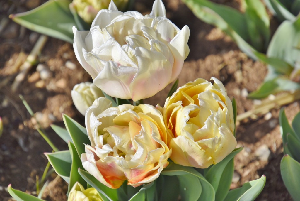 Foto: Plantación de tulipanes - Saldes (Barcelona), España