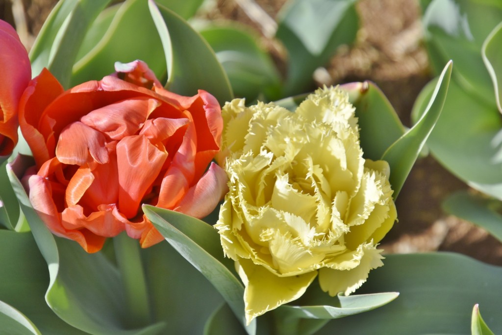 Foto: Plantación de tulipanes - Saldes (Barcelona), España