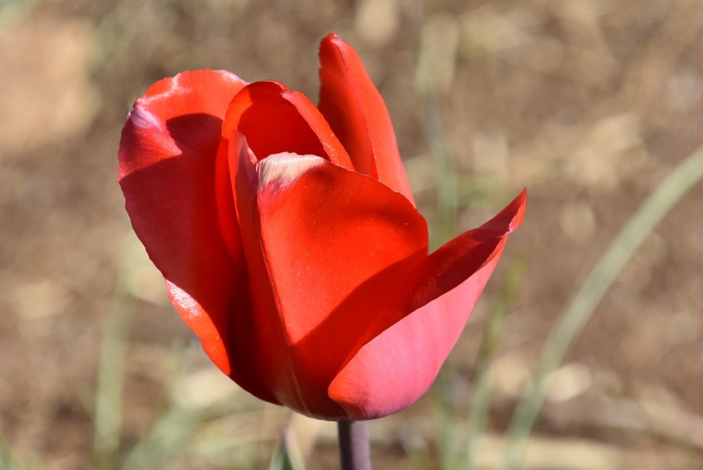 Foto: Plantación de tulipanes - Saldes (Barcelona), España