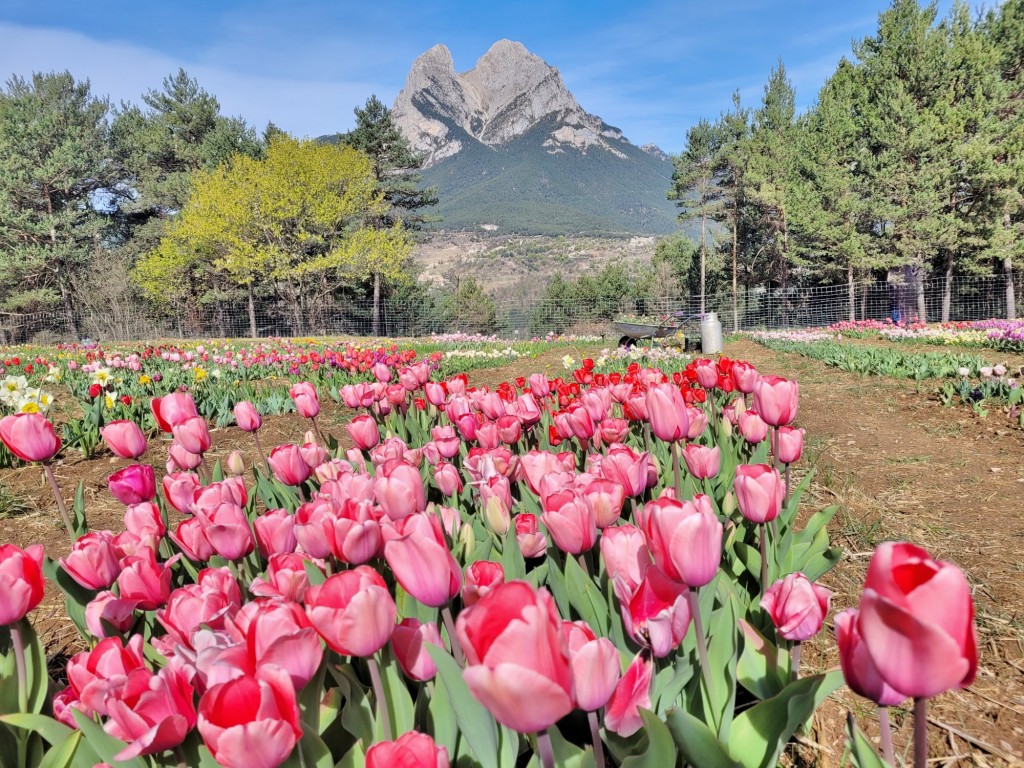 Foto: Plantación de tulipanes - Saldes (Barcelona), España