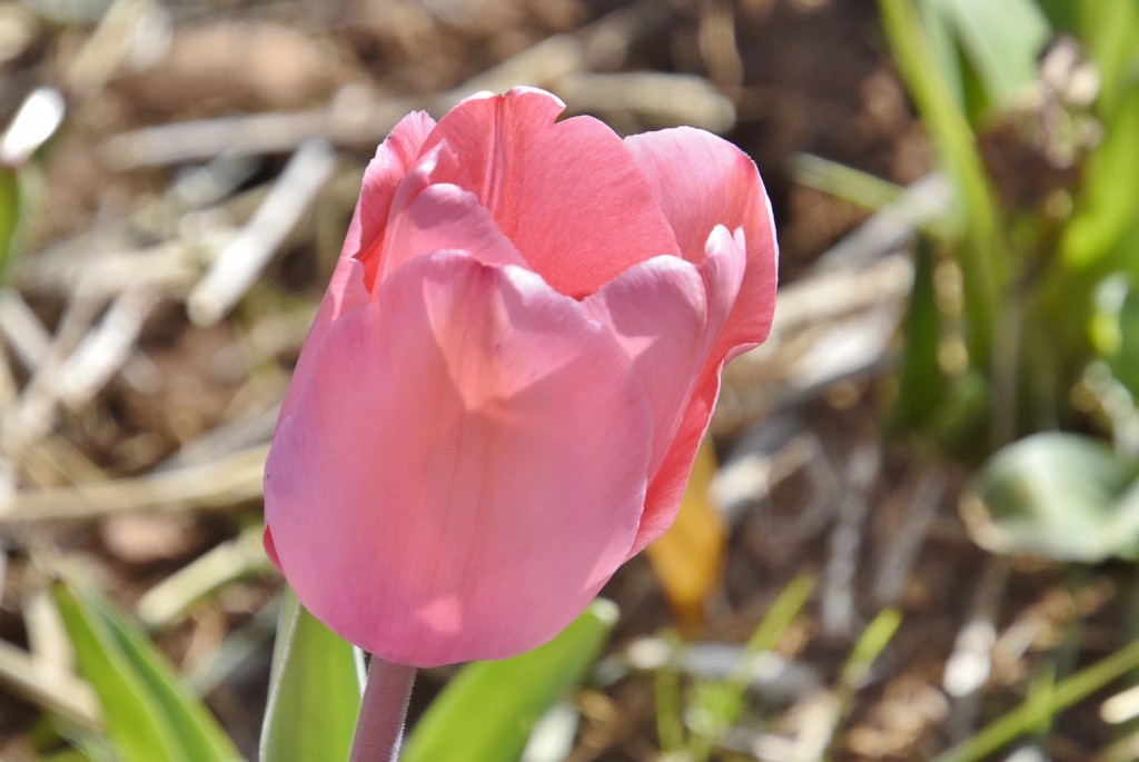 Foto: Plantación de tulipanes - Saldes (Barcelona), España