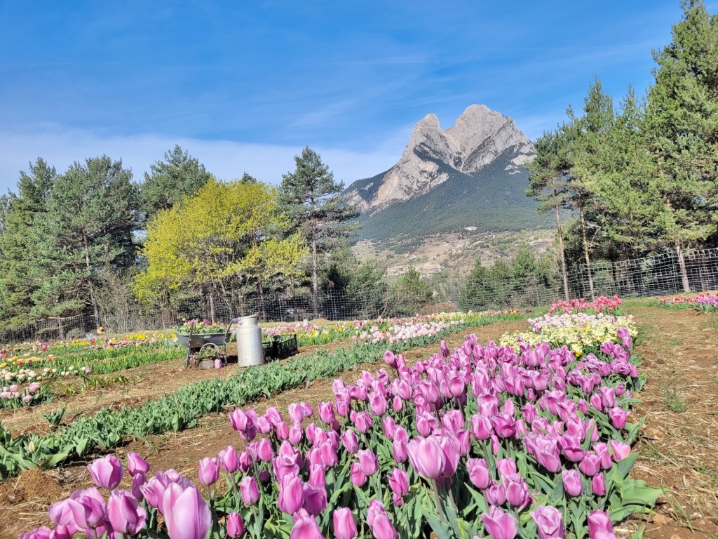 Foto: Plantación de tulipanes - Saldes (Barcelona), España