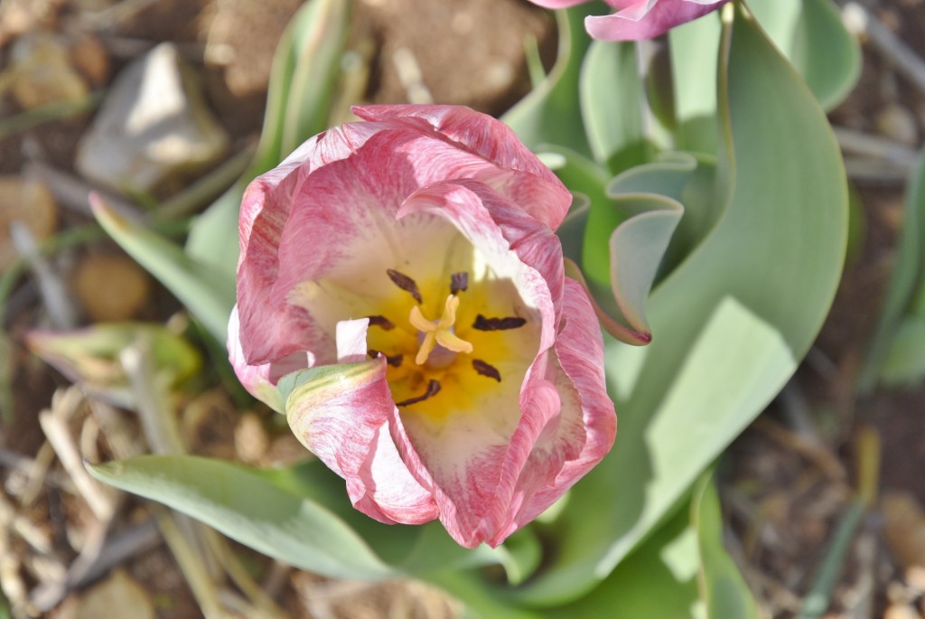 Foto: Plantación de tulipanes - Saldes (Barcelona), España