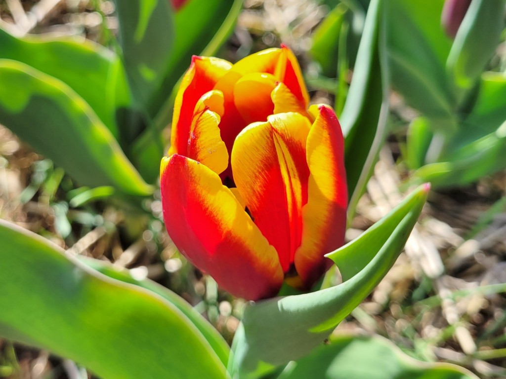 Foto: Plantación de tulipanes - Saldes (Barcelona), España