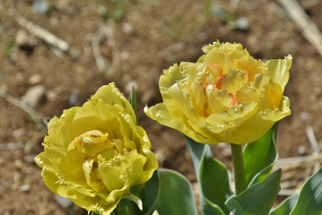 Foto: Plantación de tulipanes - Saldes (Barcelona), España
