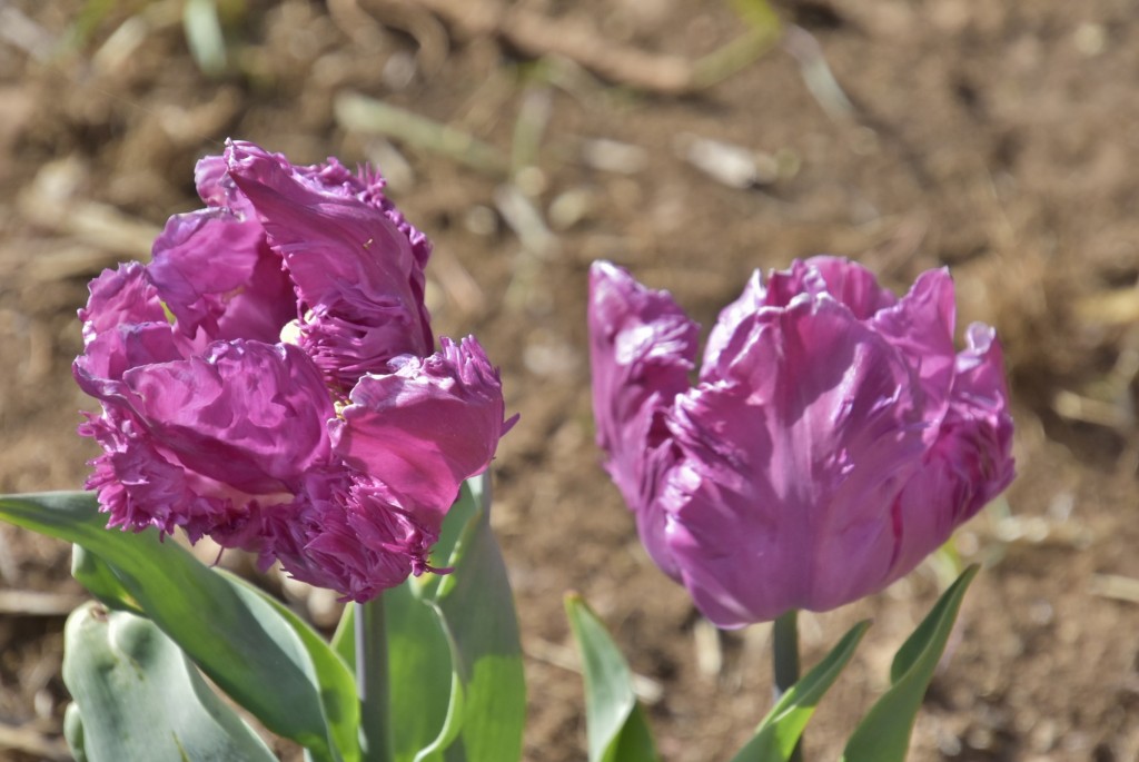 Foto: Plantación de tulipanes - Saldes (Barcelona), España