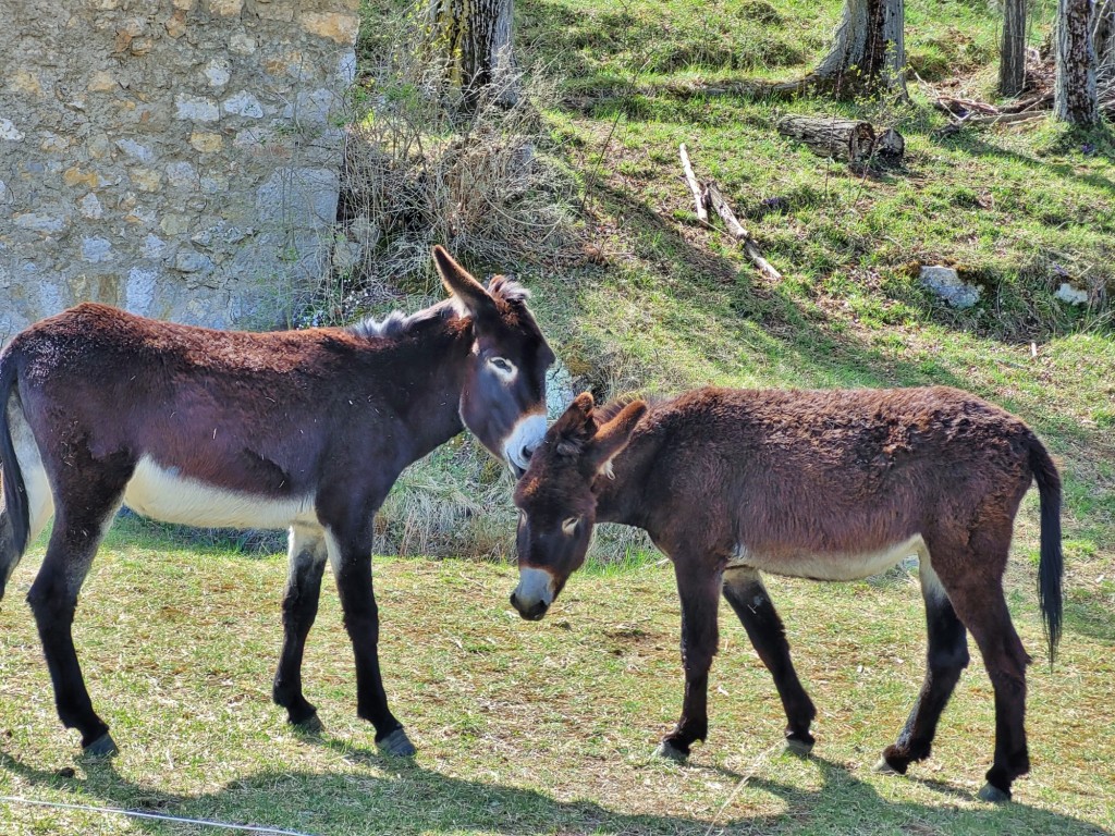 Foto: Burros - Saldes (Barcelona), España