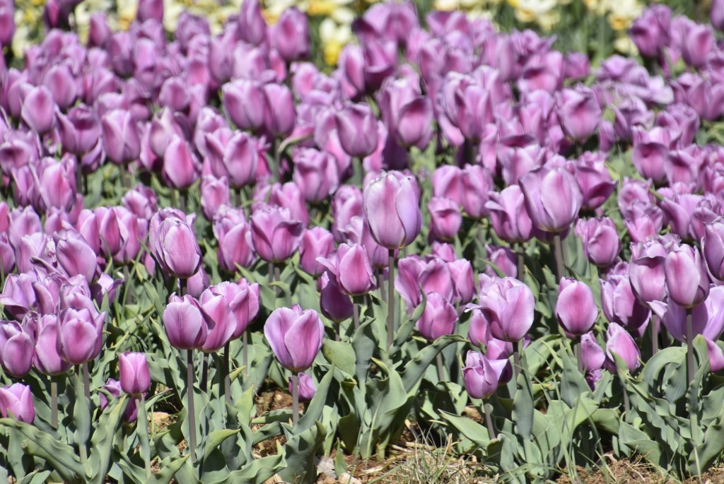 Foto: Plantación de tulipanes - Saldes (Barcelona), España