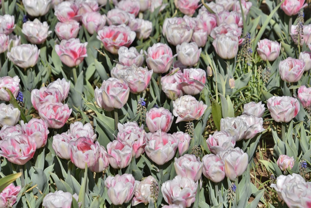 Foto: Plantación de tulipanes - Saldes (Barcelona), España