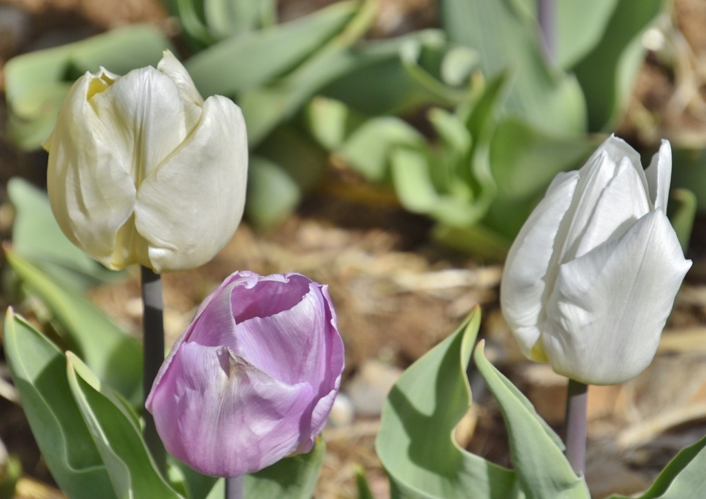 Foto: Plantación de tulipanes - Saldes (Barcelona), España