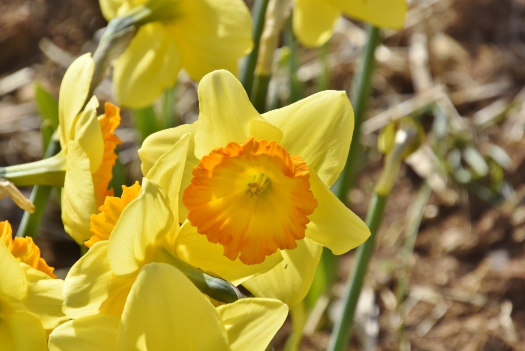 Foto: Plantación de tulipanes - Saldes (Barcelona), España