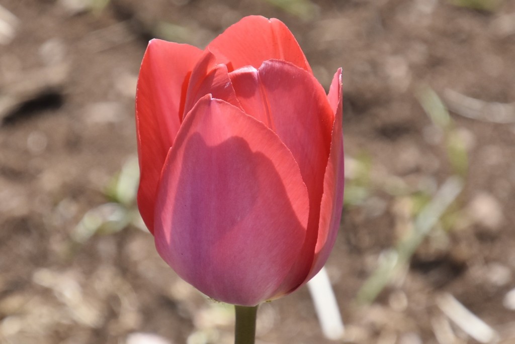 Foto: Plantación de tulipanes - Saldes (Barcelona), España