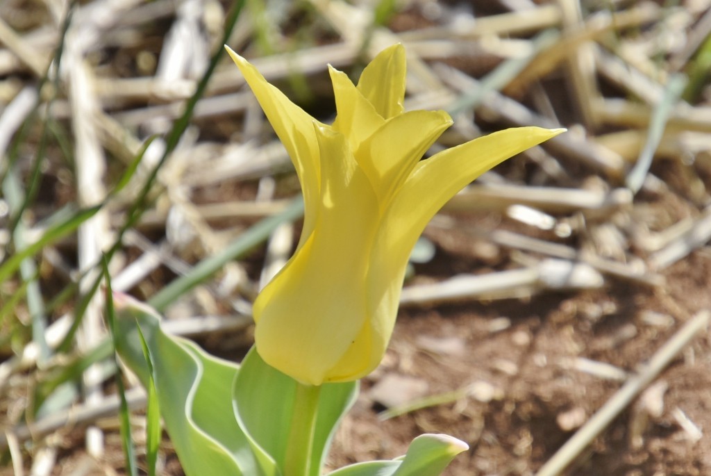 Foto: Plantación de tulipanes - Saldes (Barcelona), España