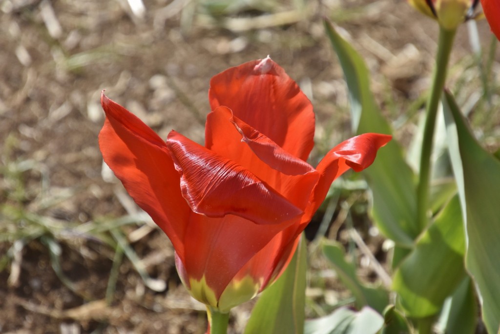 Foto: Plantación de tulipanes - Saldes (Barcelona), España
