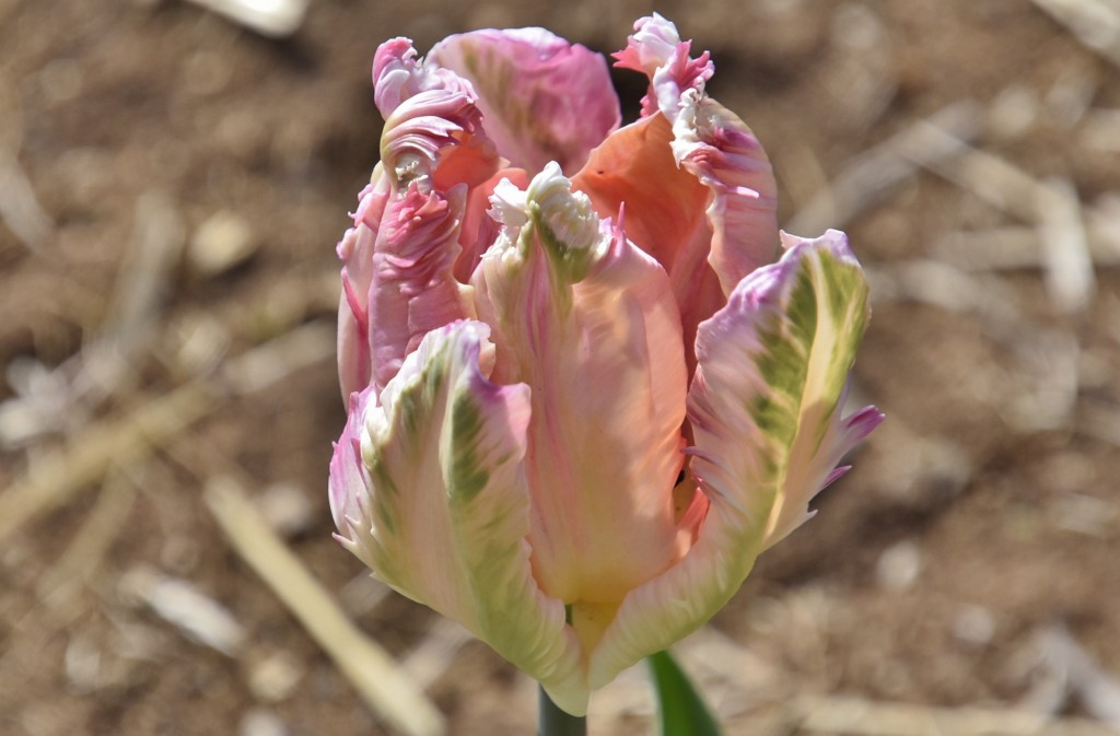 Foto: Plantación de tulipanes - Saldes (Barcelona), España