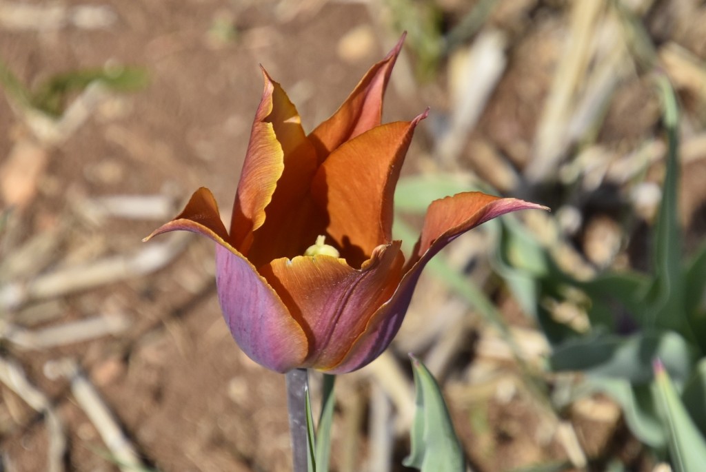 Foto: Plantación de tulipanes - Saldes (Barcelona), España