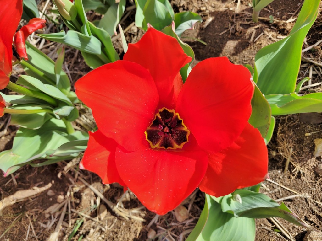 Foto: Plantación de tulipanes - Saldes (Barcelona), España