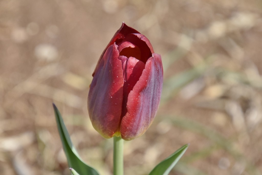 Foto: Plantación de tulipanes - Saldes (Barcelona), España