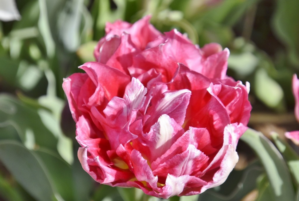 Foto: Plantación de tulipanes - Saldes (Barcelona), España