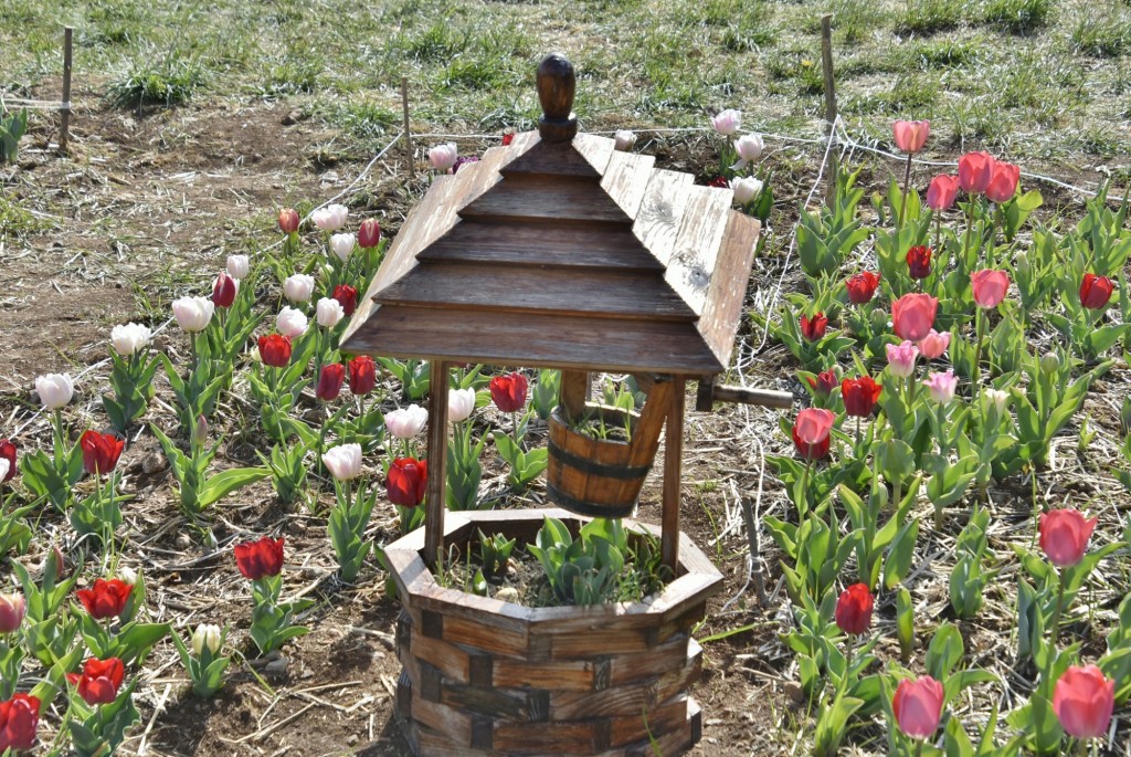 Foto: Plantación de tulipanes - Saldes (Barcelona), España