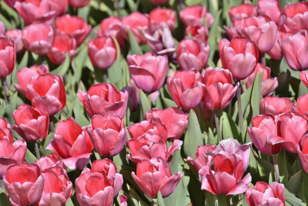 Foto: Plantación de tulipanes - Saldes (Barcelona), España