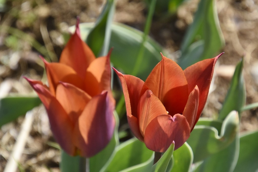 Foto: Plantación de tulipanes - Saldes (Barcelona), España