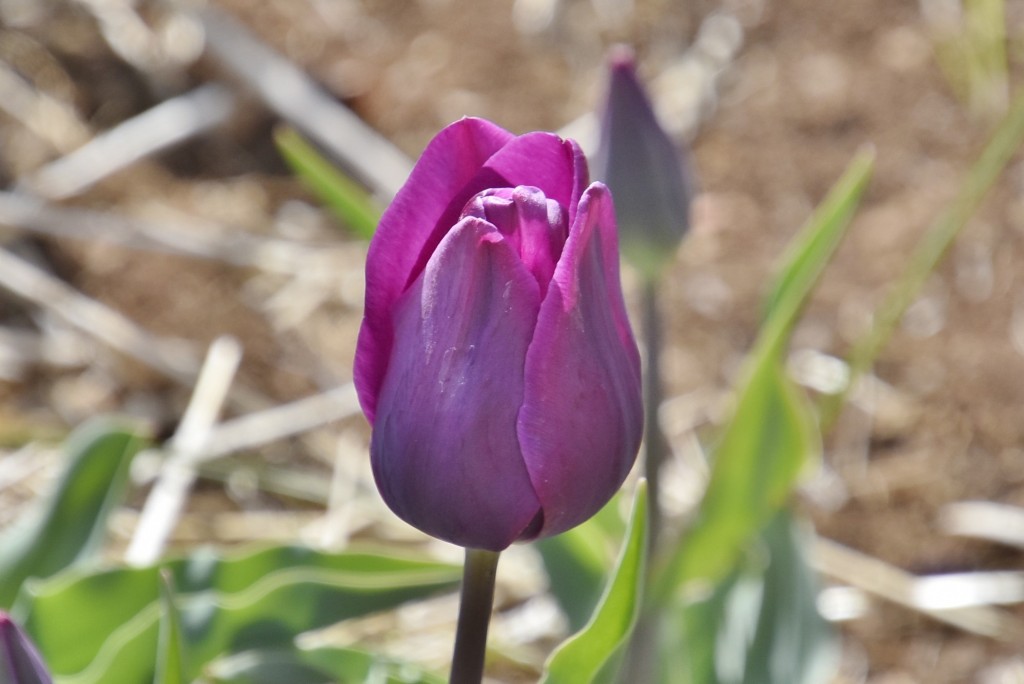 Foto: Plantación de tulipanes - Saldes (Barcelona), España